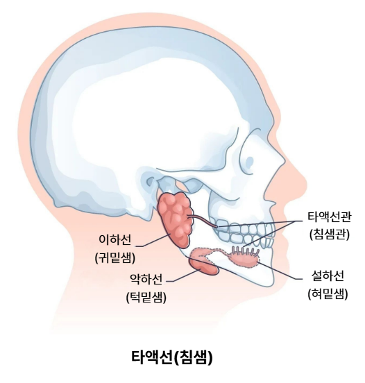 타액선들